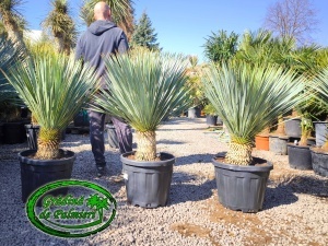 Yucca Rostrata trunchi 20-30