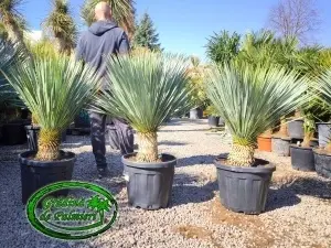 Yucca Rostrata trunchi 20-30