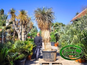 Yucca Rostrata trunchi Blue Swan EXTRA var. 1.