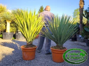 Yucca Treculeana 130-150cm inaltime totala