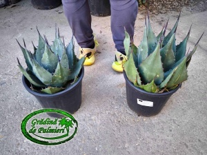 Agave Havardiana 9L