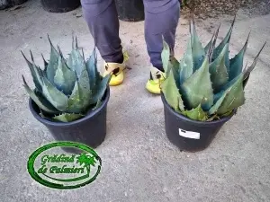 Agave Havardiana 9L
