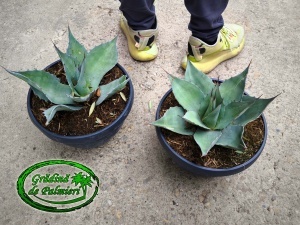 Agave Ovatifolia 20-25cm Ø