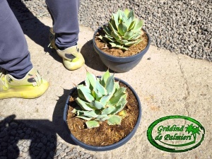 Agave Potatorum 20cm Ø Eye cream
