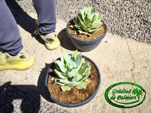 Agave Potatorum 20cm Ø Eye cream