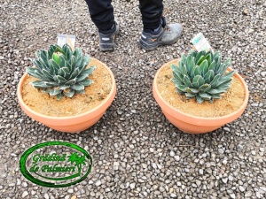 Agave Victoria Reginae 25cm Ø