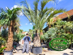 Butia Odorata Silver trunchi 110-120cm EXTRA