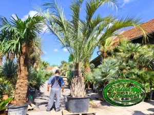 Butia Odorata Silver trunchi 110-120cm EXTRA