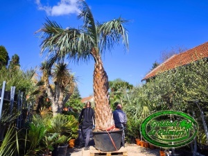 Butia Odorata Silver trunchi 250-260cm EXTRA