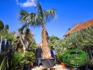 Butia Odorata Silver trunchi 250-260cm EXTRA