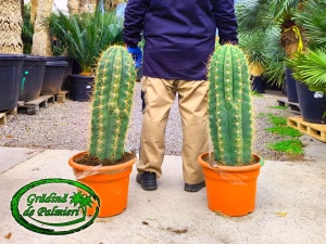 Cactus Trichocereus Pasacana 80-90cm