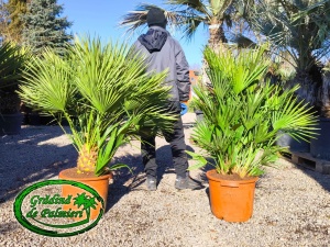 Chamaerops Humilis 120-130cm inaltimea totala