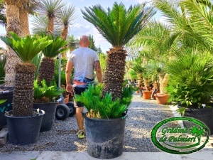 Cycas Revoluta trunchi 90-100cm