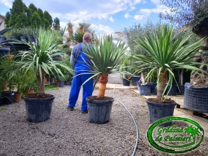 Dracaena Draco - Palmierul Dragonului 150-160cm