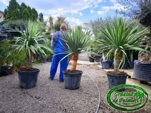 Dracaena Draco - Palmierul Dragonului 150-160cm