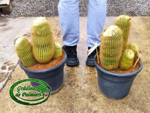 Eriocactus Leninghausii