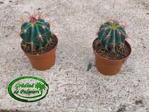 Ferocactus stainesii 10 cm Ø cactus