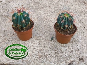 Ferocactus stainesii 10 cm Ø cactus
