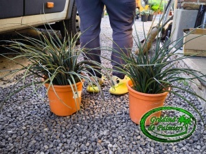 Hesperaloe parviflora - Yucca cu flori roșii 9L