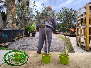 Măslin - Olea Europaea 120-140cm inaltimea totala