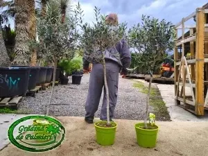 Măslin - Olea Europaea 120-140cm inaltimea totala