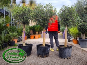 Măslin - Olea Europaea MINI BOLA