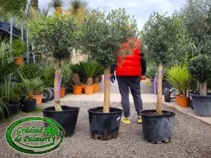Măslin - Olea Europaea MINI BOLA