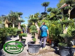 Măslin - Olea Europaea POM-POM var. 4
