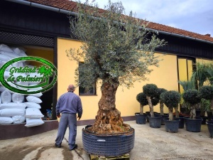 Măslin - Olea Europaea var. 4