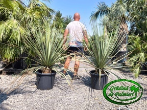 Nolina Nelsonii 35L