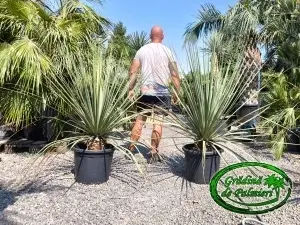 Nolina Nelsonii 35L