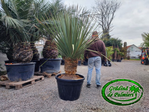 Nolina Nelsonii GIGANT