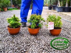 Rodie - Punica granatum / fructe / 30-40cm Inaltime totala