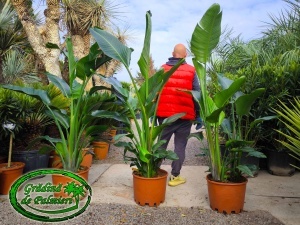 Strelitzia nicolai - Pasărea Paradisului EXTRA