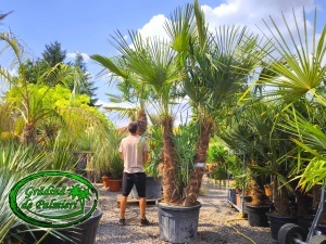 Trachycarpus fortunei grup EXTRA var. 1.