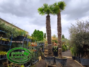 Trachycarpus fortunei trunchi 350-380cm