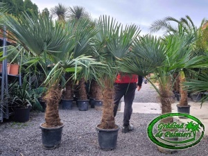 Trachycarpus fortunei trunchi 60-70cm