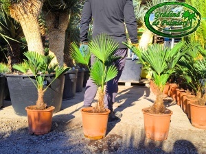 Trachycarpus Wagnerianus trunchi 10-20cm