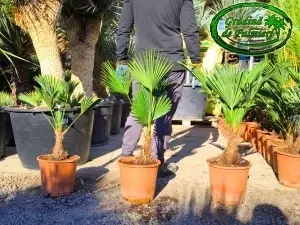 Trachycarpus Wagnerianus trunchi 10-20cm