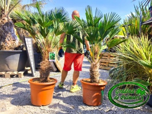 Trachycarpus Wagnerianus trunchi 50-60cm
