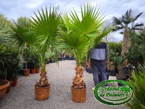 Washingtonia Filibusta trunchi 40-50cm