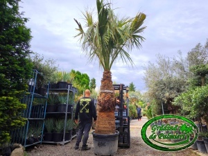 Washingtonia Filifera trunchi 160-170cm