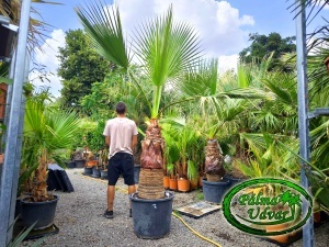 Washingtonia Filifera trunchi 90-100cm