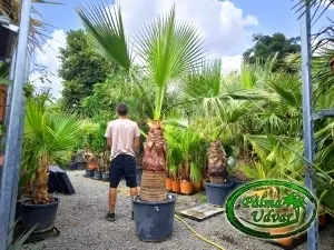 Washingtonia Filifera trunchi 90-100cm