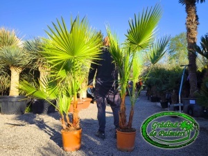 Washingtonia Robusta grup 150cm înălțimea totală