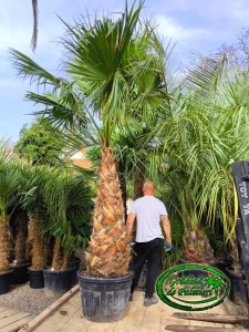 Washingtonia Robusta trunchi 170-180cm