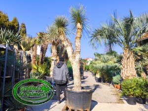 Yucca Elata trunchi 250cm
