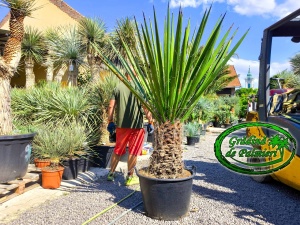 Yucca Faxoniana - Faxon yucca trunchi 80-90cm