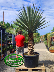 Yucca Madrensis trunchi 130cm