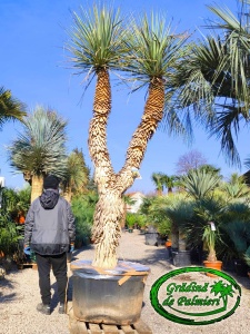 Yucca Rigida trunchi 240cm DUBLU